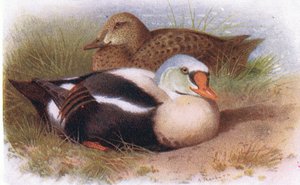 Eider király